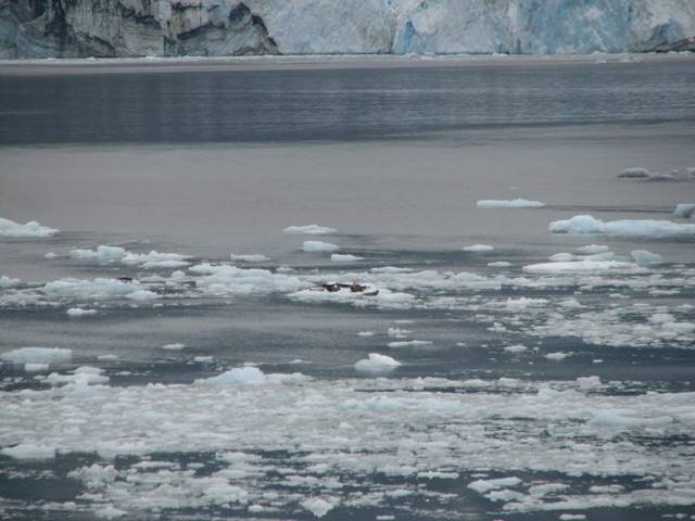 36 - Alaska 2010 504